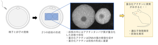 (図2)受精卵特異的重合化核アクチンが胚発生において果たす役割.png