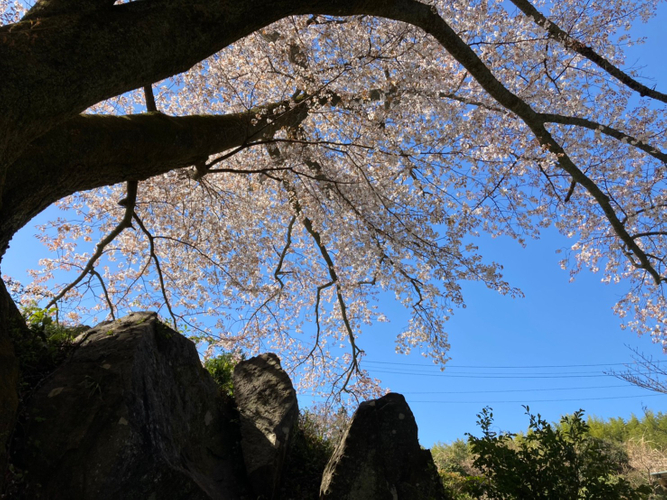 雄大なヤマザクラ「田人の石割桜」