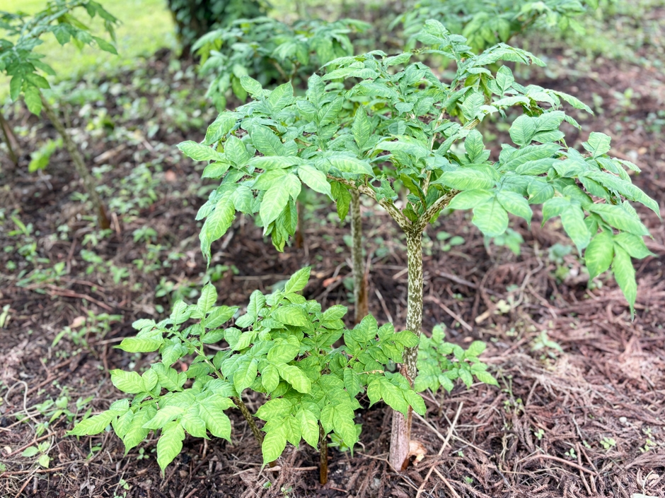 ②こんにゃくの草