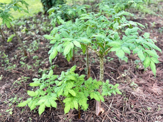 ②こんにゃくの草