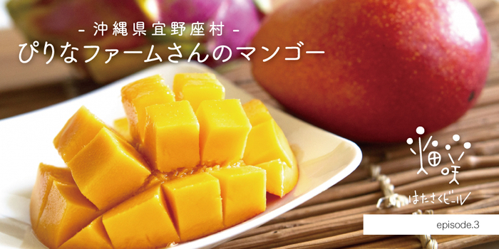 沖縄県「ぴりなファーム」のマンゴーを使ったクラフトビール