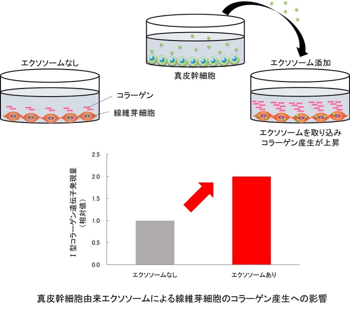 コラーゲン産生への影響