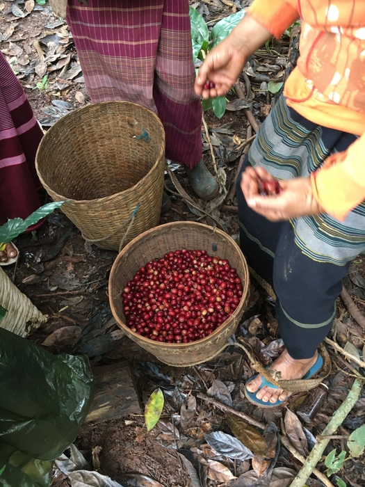 コーヒー豆の画像 1