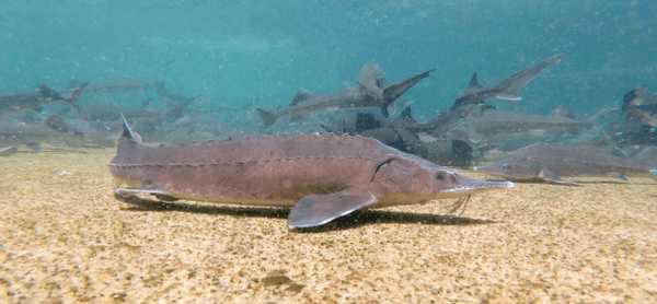 新宮実験場で飼育・研究しているチョウザメ