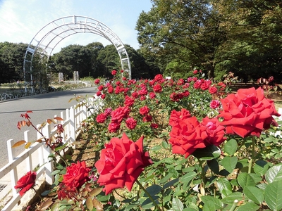 バラの園満開時の様子