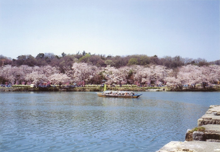 水源桜まつり(1)