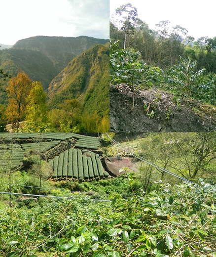 産地訪問写真_3_阿里山