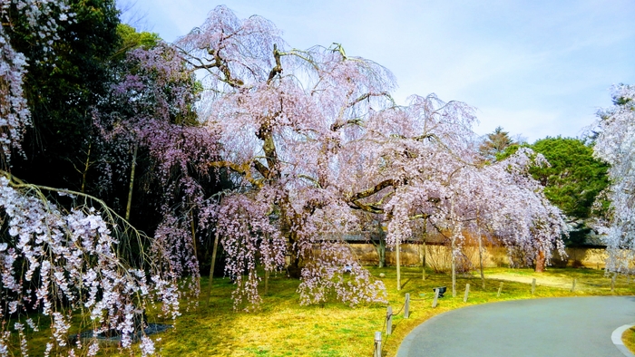 霊宝館桜(5)