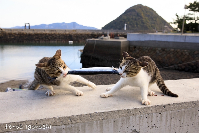 魚の取り合い