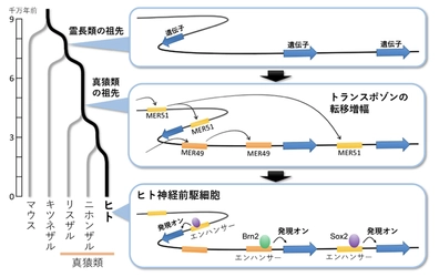 「動くDNA」トランスポゾンが脳の進化をもたらした可能性を示唆　神経細胞の遺伝子制御の進化の仕組みを解明
