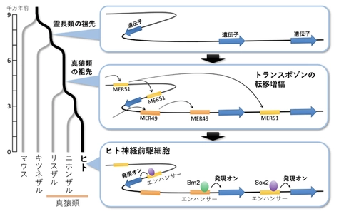 「動くDNA」トランスポゾンが脳の進化をもたらした可能性を示唆　神経細胞の遺伝子制御の進化の仕組みを解明