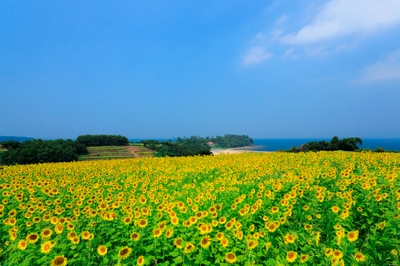 花とアートの岬　長崎鼻