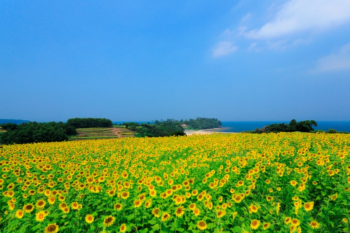 花とアートの岬　長崎鼻