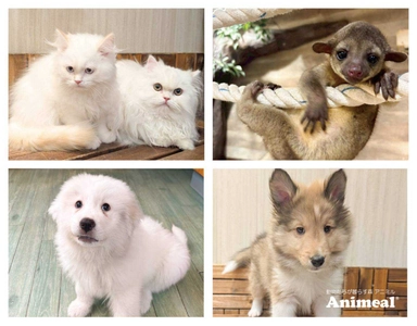 次世代都市型ふれあい動物園「Animeal(アニミル)」が、 お台場店にて動物の赤ちゃんの入園式を4月4日から順次開催！ ～新入学・入社応援キャンペーンも同時開催！～