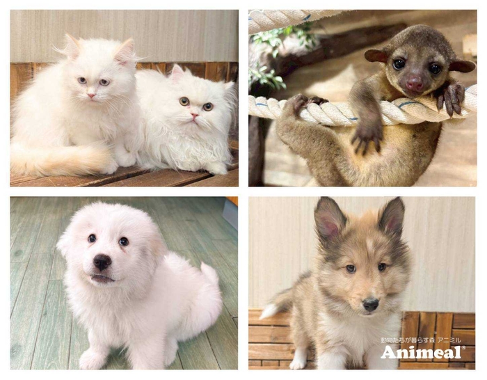 新しく仲間入りをする赤ちゃんたち