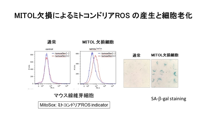 ミトコンドリア機能異常と老化疾患 講演スライド1