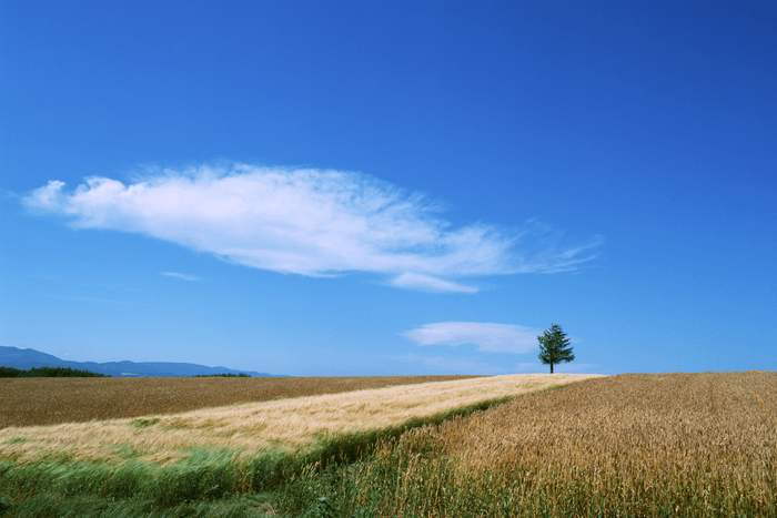 一粒の麦からはじまる おいしい物語...