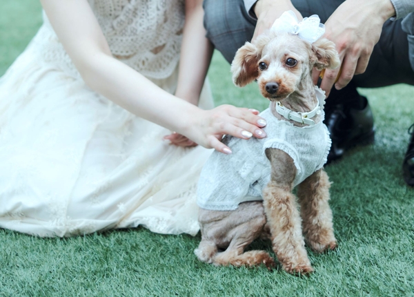 ペットと一緒にでクリスマスを楽しめる