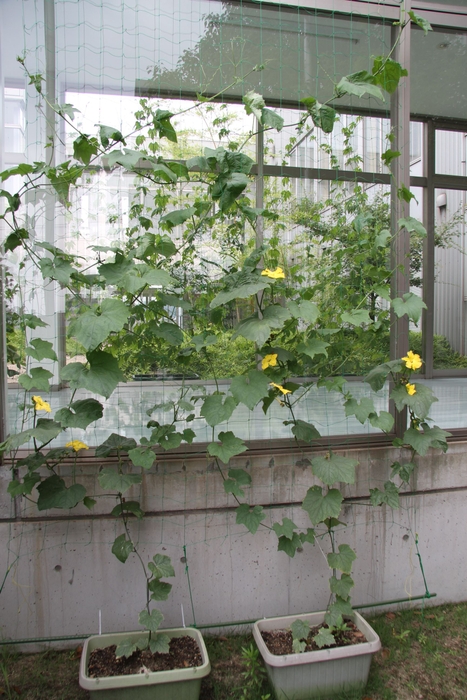 日々、成長しています~緑のカーテン