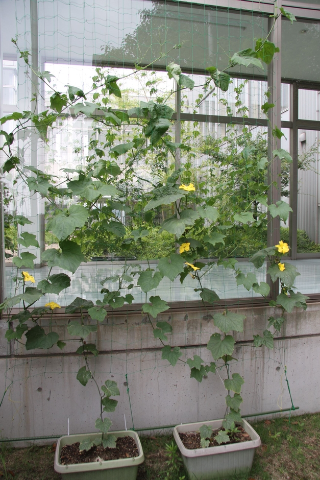 日々、成長しています~緑のカーテン