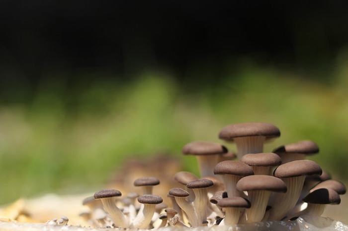 きのこ王国 きのこイメージ2