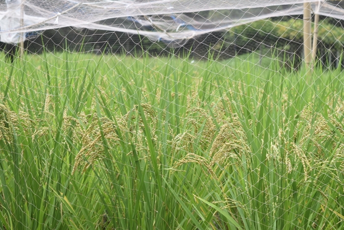 稲穂の様子（９月14日撮影）