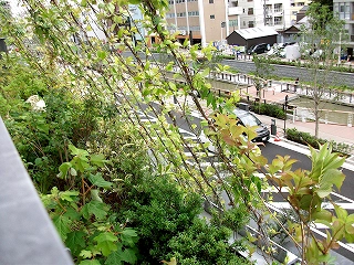【納入事例レポート】あ、ここにも杉田エース！Vol.135東京スカイツリータウンのショッピングモールテラスに緑のカーテン用「緑化ワイヤー」を納品
