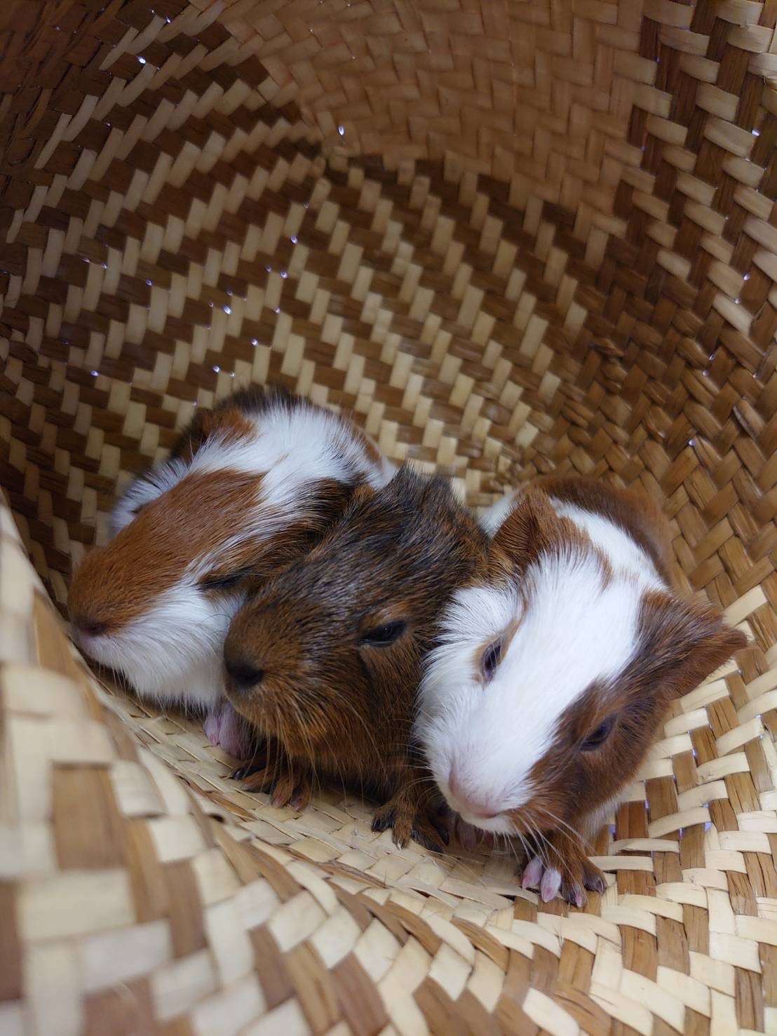 野田・清水公園】モルモットの三つ子誕生 | NEWSCAST