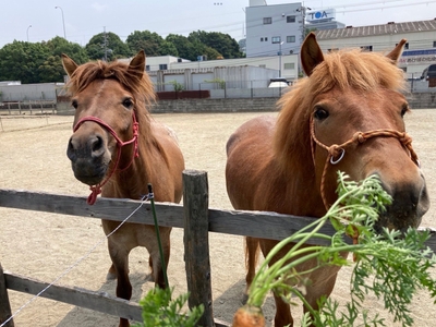 柏原市で生まれた道産子たち