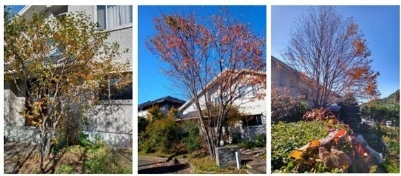 玄関のジューンベリー／正面のヤマザクラ／キッチンから見えるカツラの樹