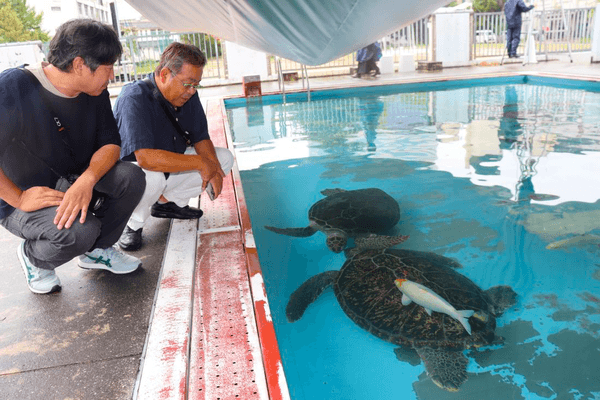 ウミガメとニシキゴイが一緒に泳ぐ様子を見守る（左から）島袋さんと理大生物科学科の山本俊政准教授