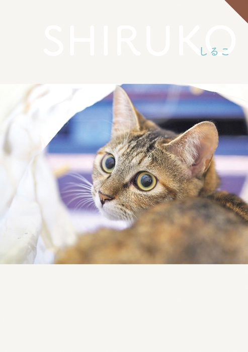 社猫 しるこ