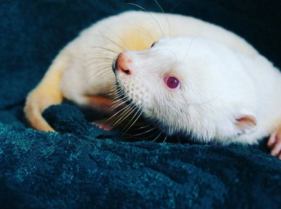 奇跡の白いコツメカワウソ来日！ 池袋サンシャイン通りのどうぶつ広場『コツメイト』にて 12月20日に初お目見え