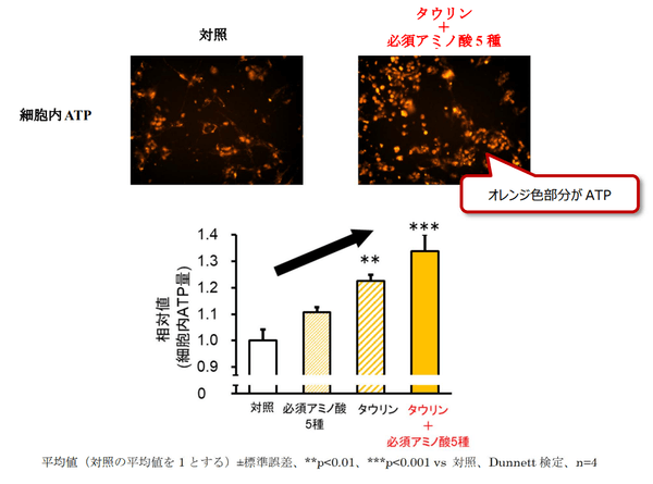 図1 細胞内ATP量に及ぼすタウリンと必須アミノ酸5種の効果