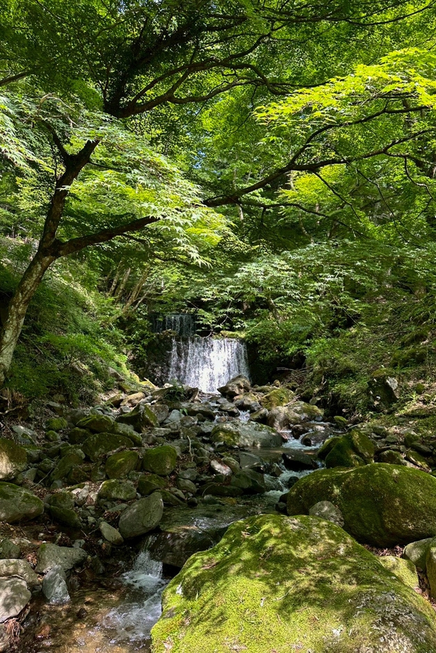 フィールドは「苔リウム」の素材とヒントに溢れています