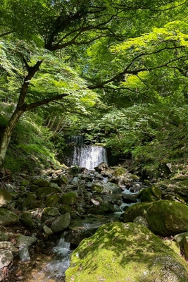 フィールドは「苔リウム」の素材とヒントに溢れています