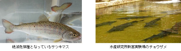 絶滅危惧種「サツキマス」と古代魚「チョウザメ」