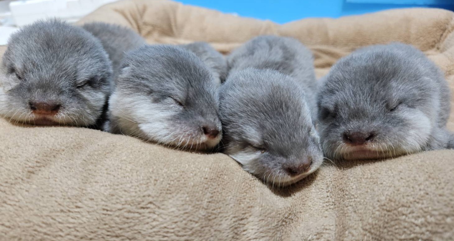 世界カワウソの日 World Otter Day2026 に「カワウソさんを知る