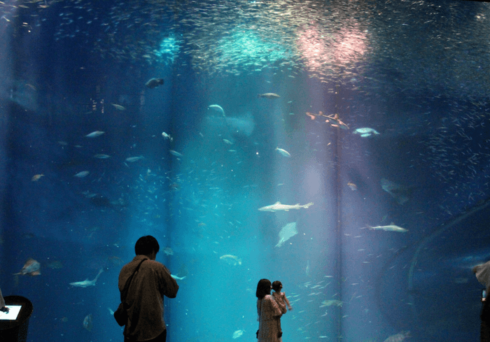 出会いの海の大水槽
