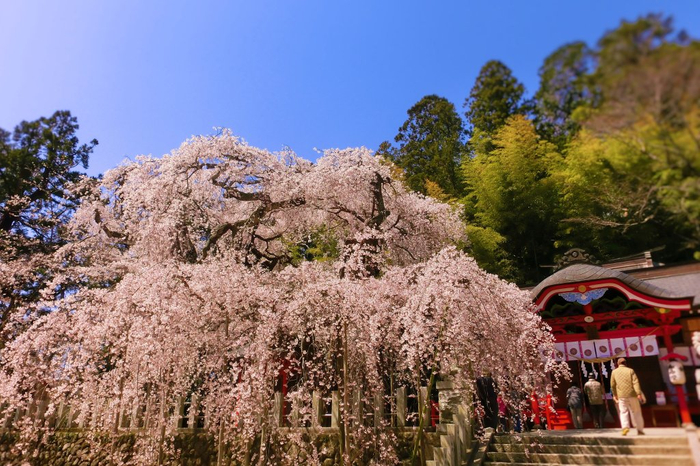樹齢５００年と言われる「小川諏訪神社のシダレザクラ」