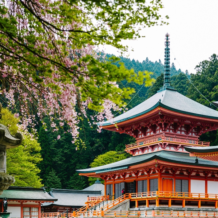 【ロテルド比叡】延暦寺の桜