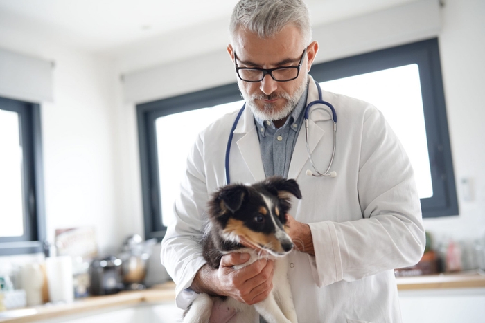 普段から見ている飼い主だからこそ、愛犬の歩き方の違和感にも気づきやすいと思います。