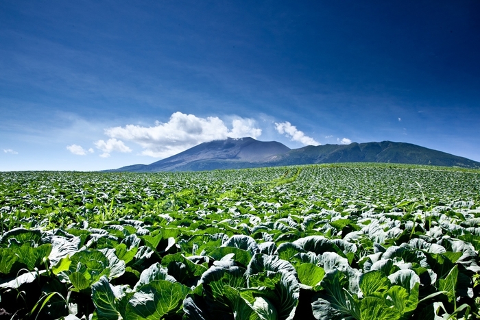 浅間山を背景に広がるキャベツ畑