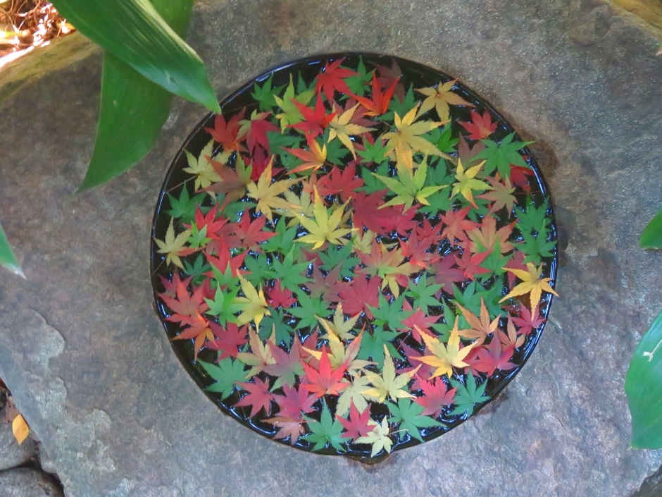 モミジの手水鉢(11月19日撮影)