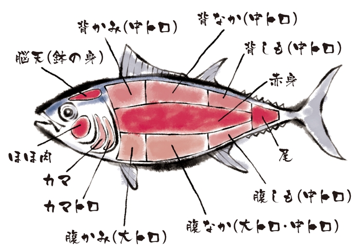 まぐろ部位説明