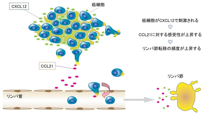 ケモカインによる乳癌リンパ節転移促進のメカニズム　癌組織で発現したケモカインCXCL12が癌細胞に作用することで、リンパ管から産生されるケモカインCCL21に対する反応が活発になる。リンパ管に侵入した癌細胞は、リンパ管を通ってリンパ節に移動し、癌がリンパ節に転移する。