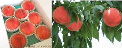 福島の桃「まどか」