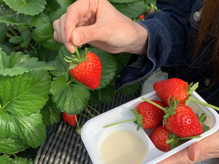 人気の「いちご狩り×グランピングBBQプラン」