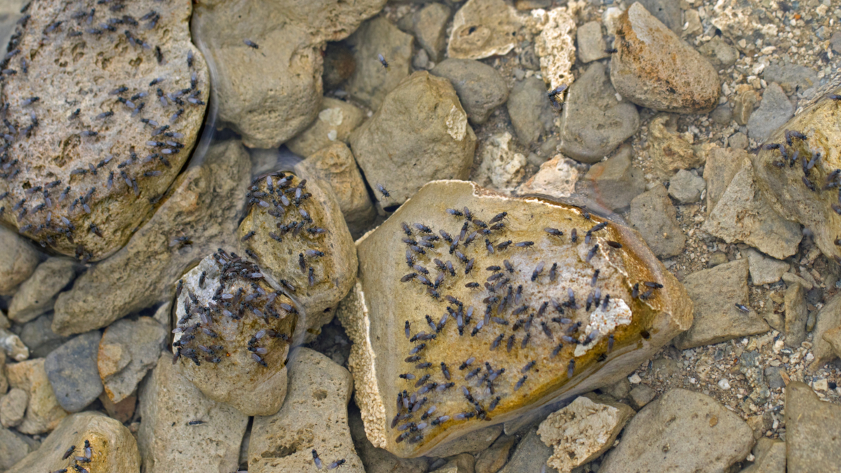 世界のクロルアルカリ市場は、年平均成長率7.31%で成長する見込みです。