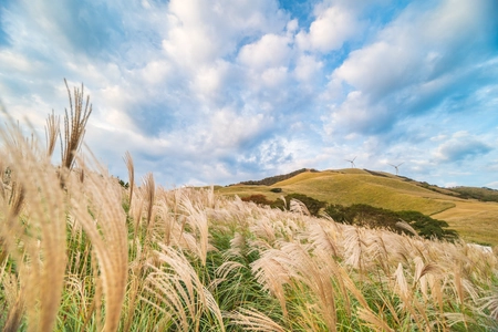 草原が黄金色に染まる伊豆半島！ 「稲取細野高原 秋のすすき観賞会 2025」開催【10月31日（金）～12月1日（月）】